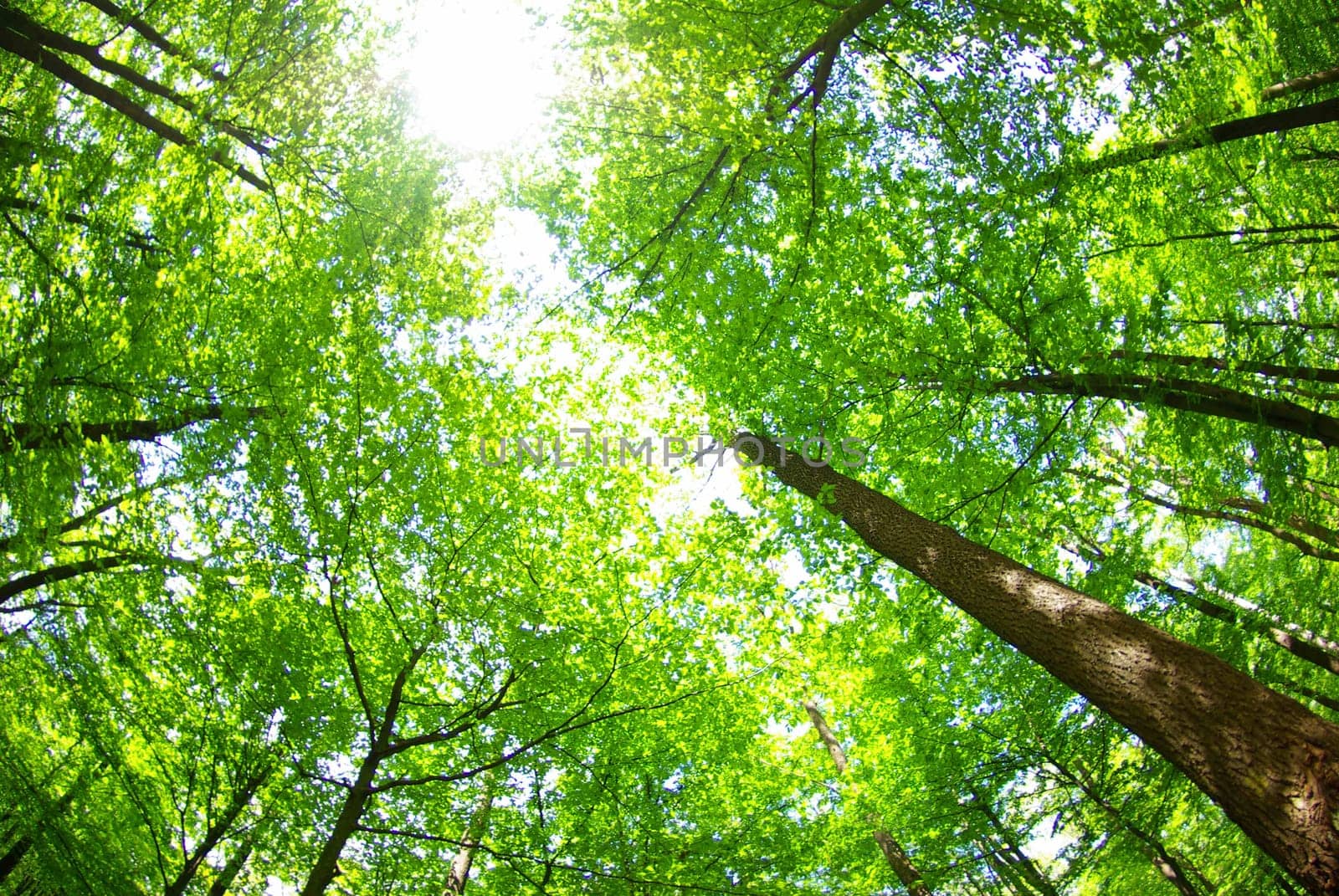 a background of trees is in the green forest