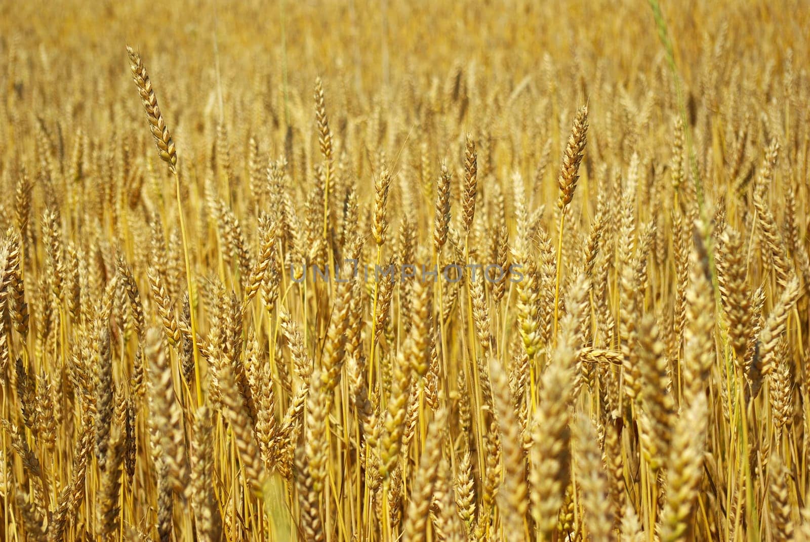 Yellow grain ready for harvest growing in a farm field