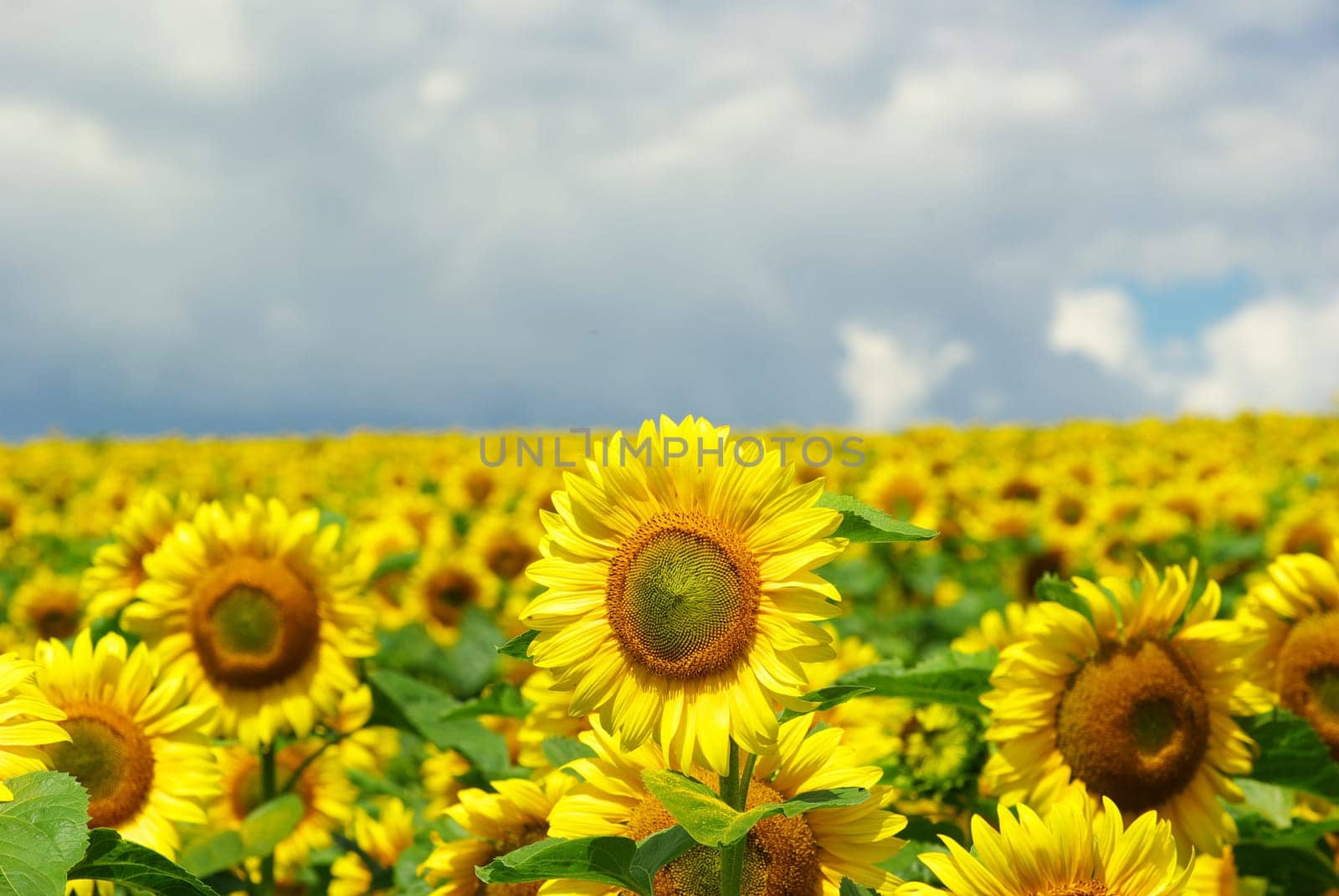 sunflower field over cloudy blue sky
