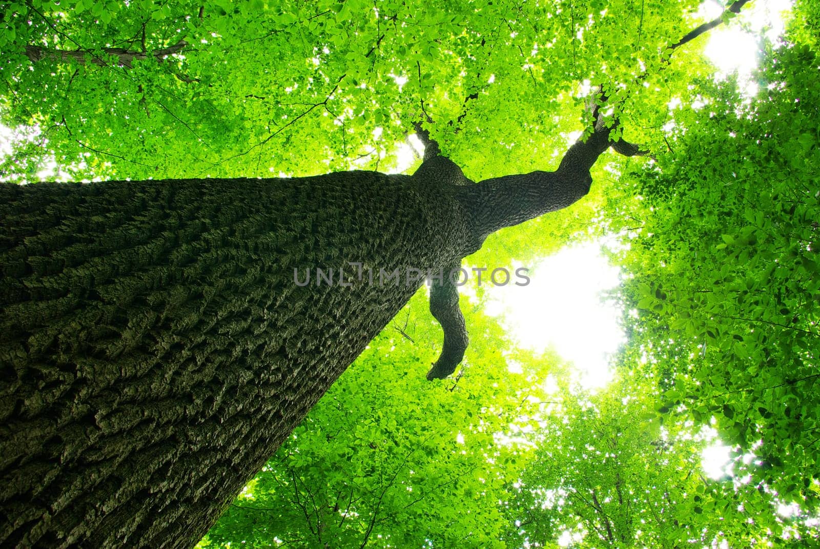 green leaves background in sunny day