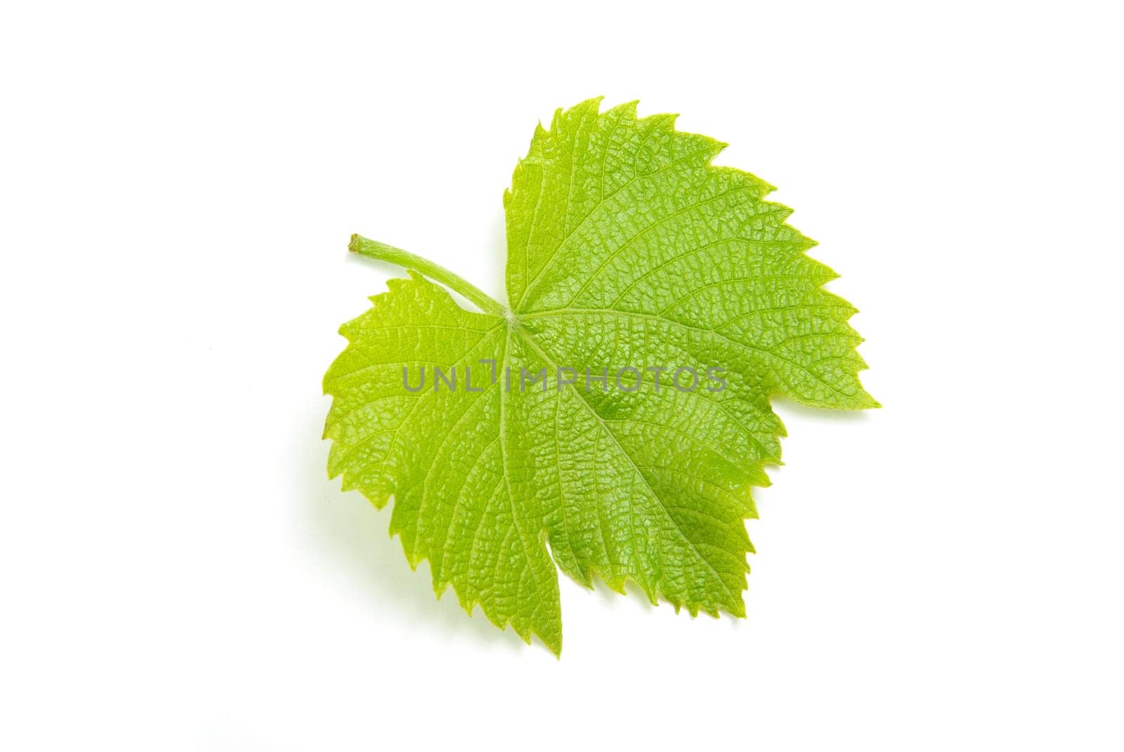 green leaf isolated on a white