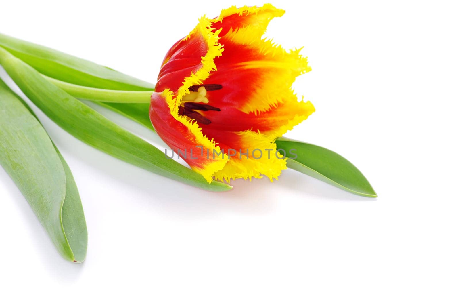 yellow tulip isolated on white
