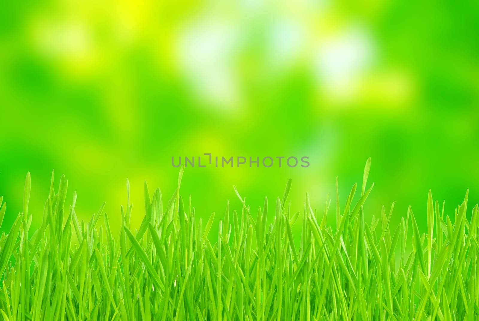 Green grass isolated on green background