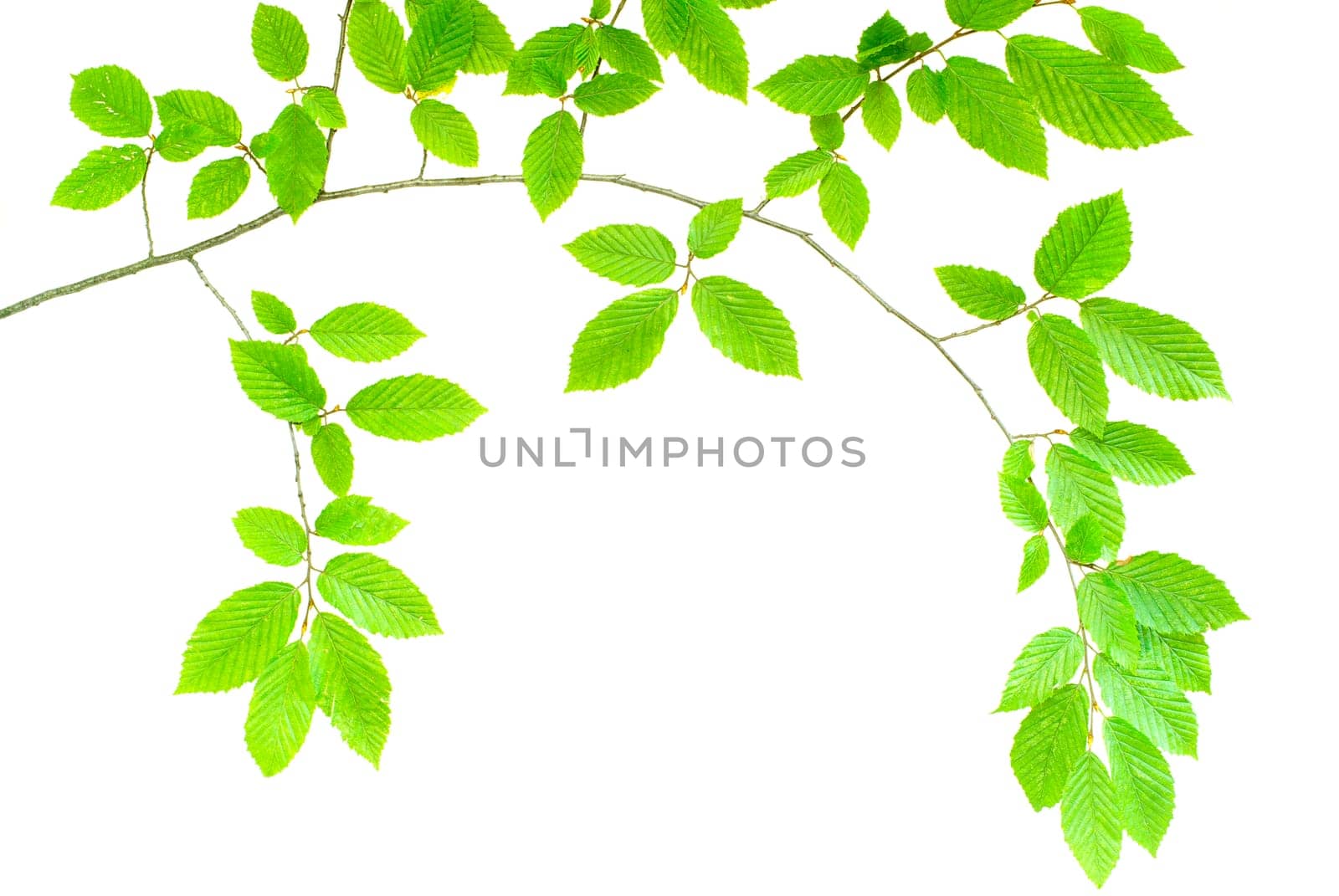 young green plant against white background