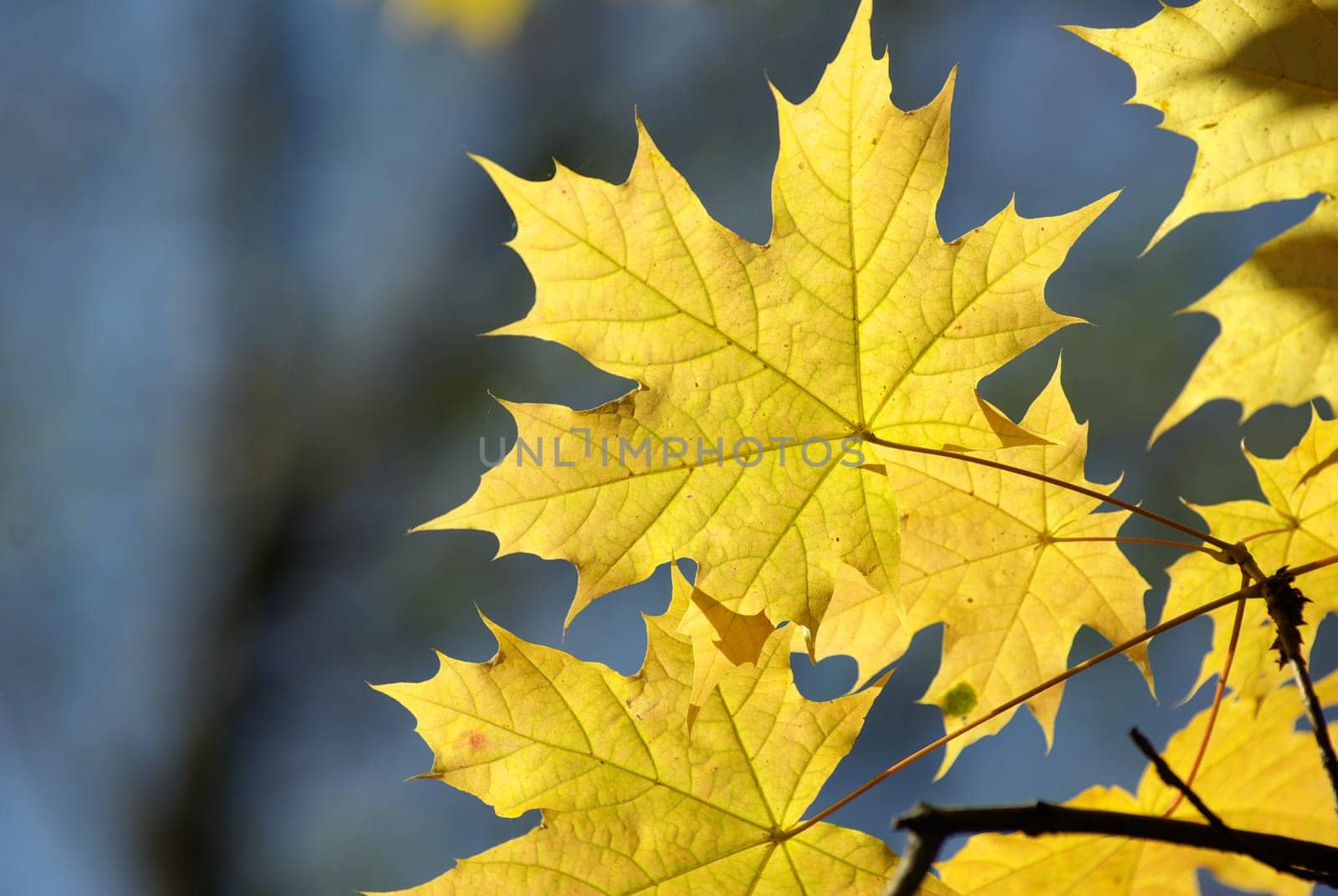 autumn leaves background in sunny day