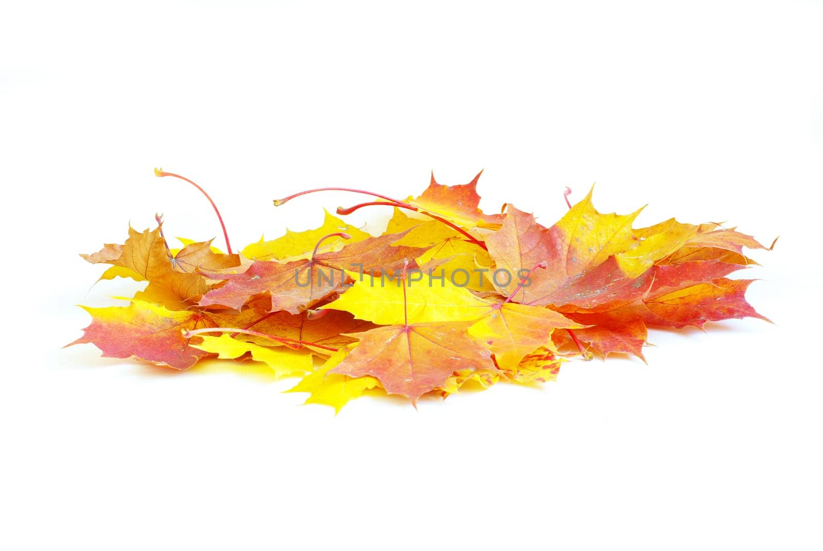 autumn maple leaves isolated on a white