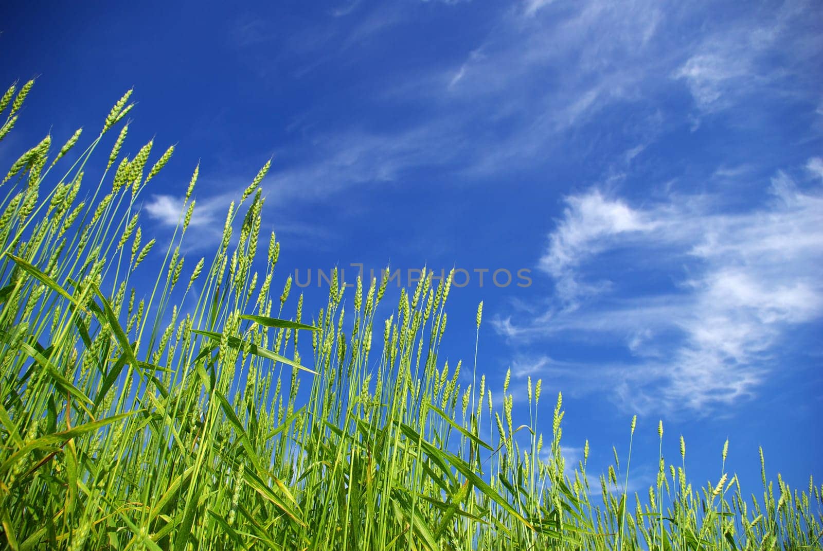 Early summer corn with a blue sky background
