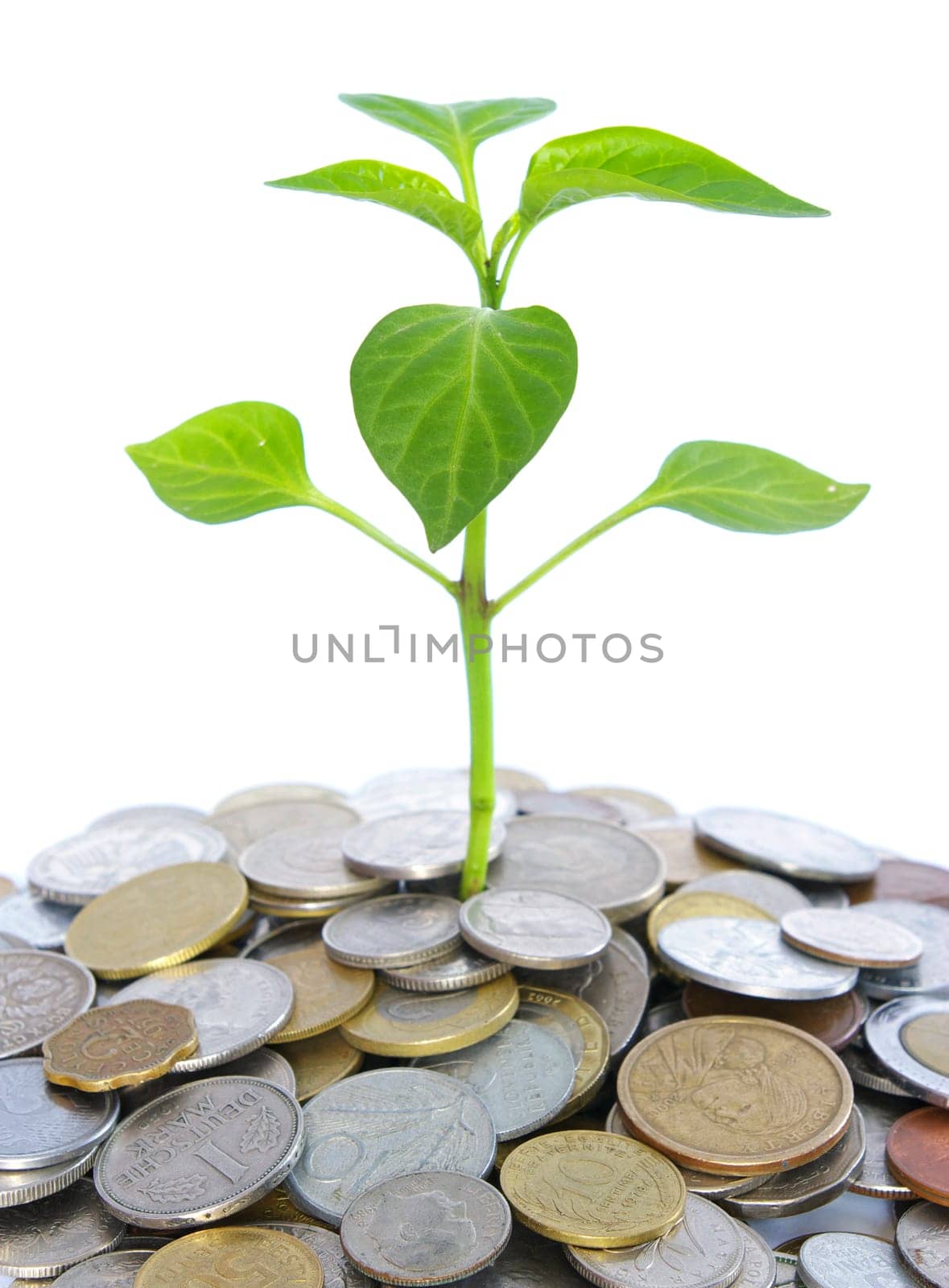 plant in coins  isolated on white background