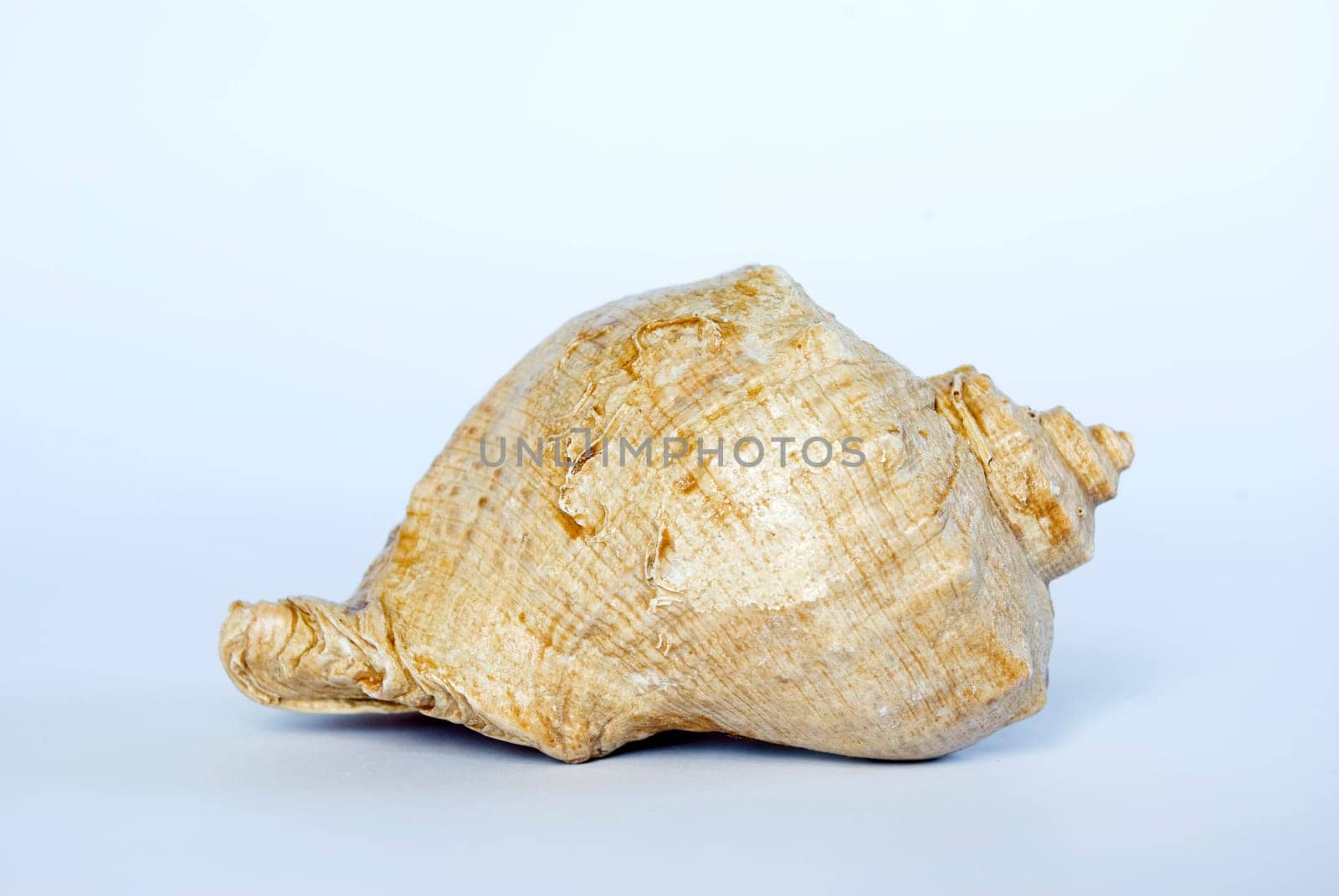 Seashell isolated on white background