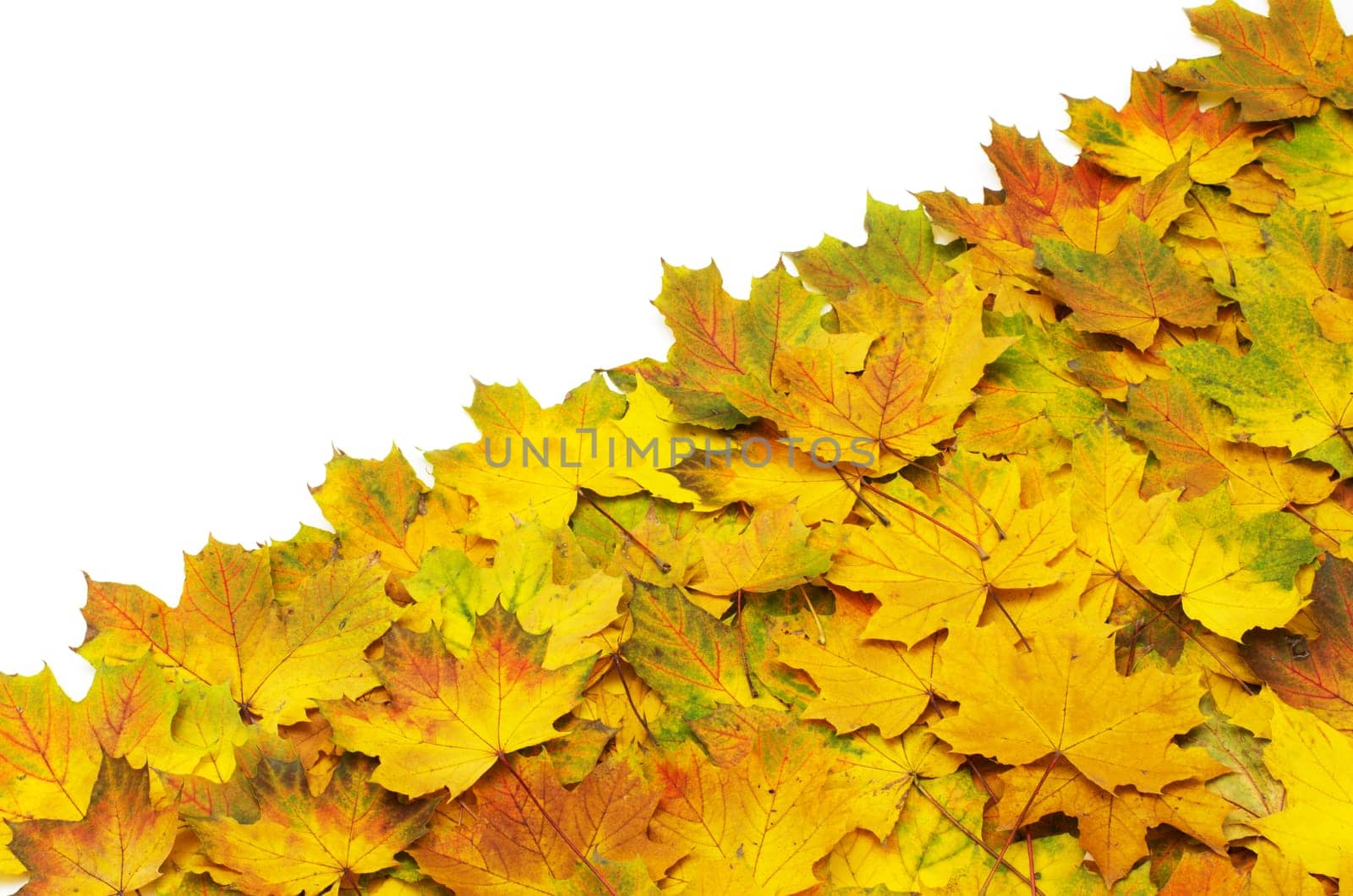 Background group autumn orange leaves