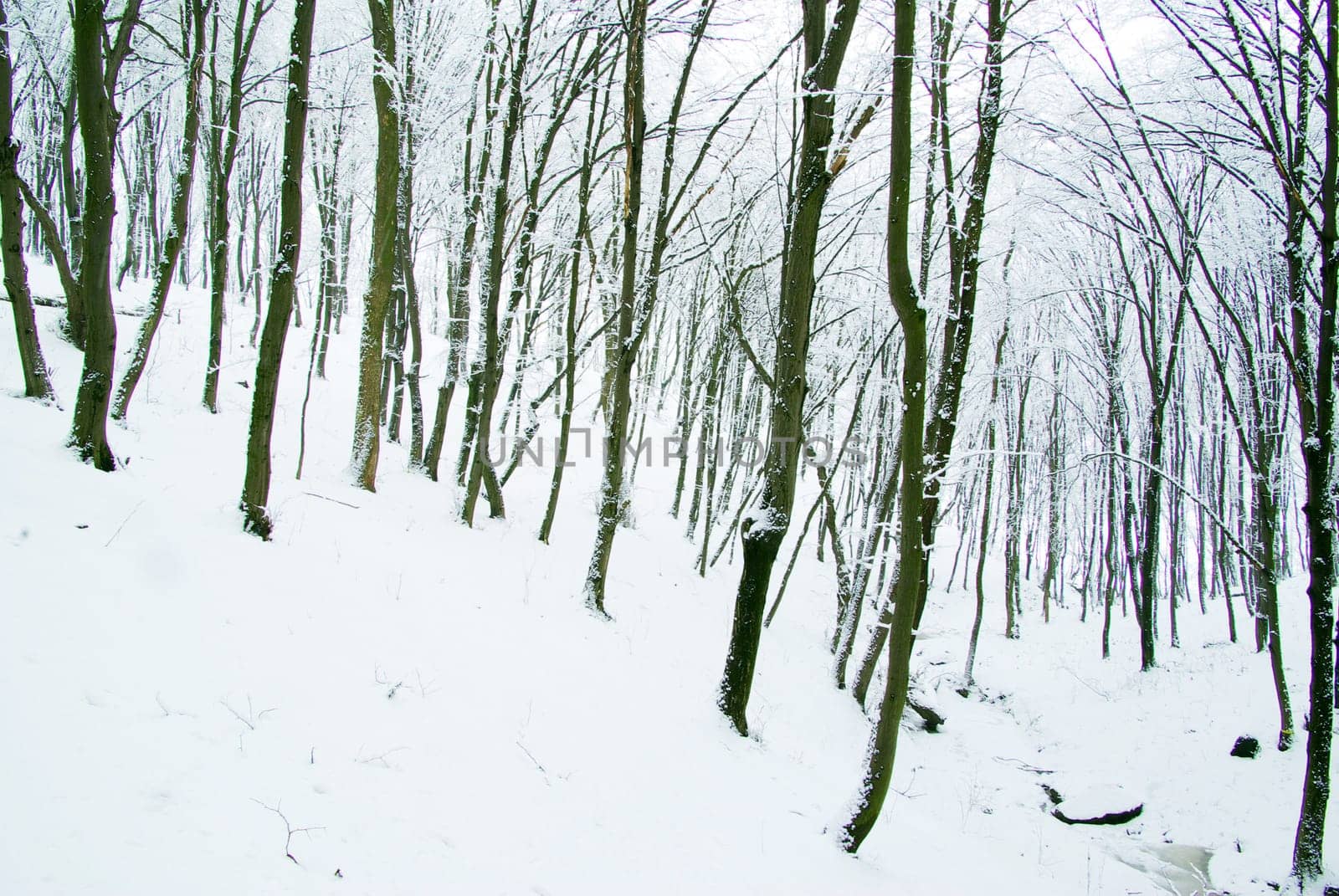 beautiful winter forest  and the road