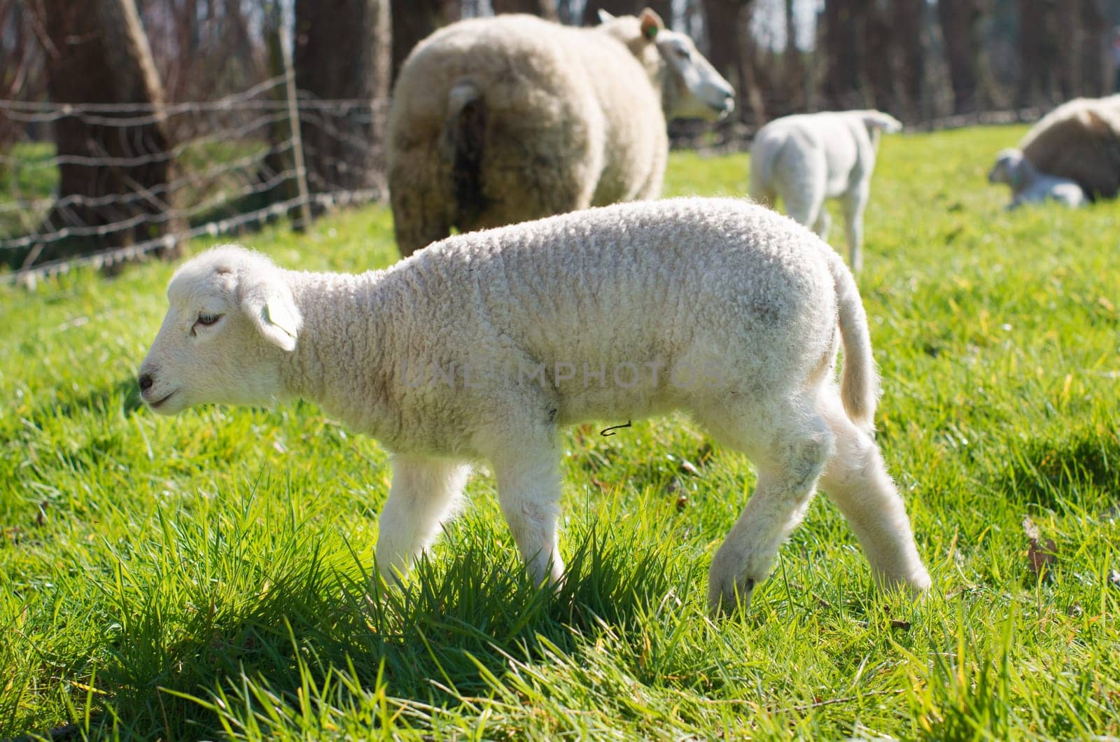 little lamb in a meadow