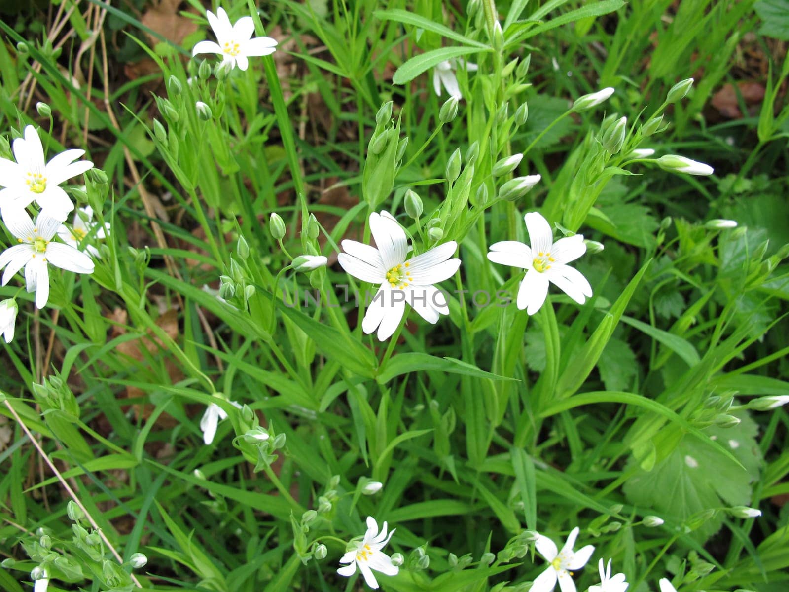 Large star-studded with flowers,Stellaria holostea