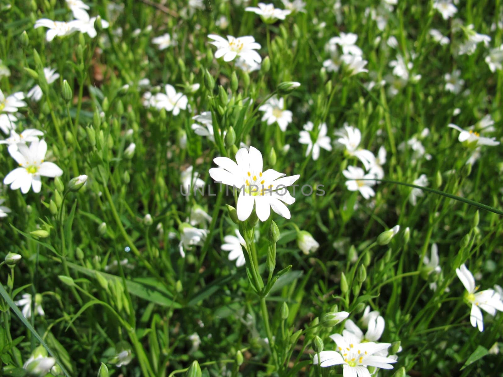 Large star-studded with flowers,Stellaria holostea