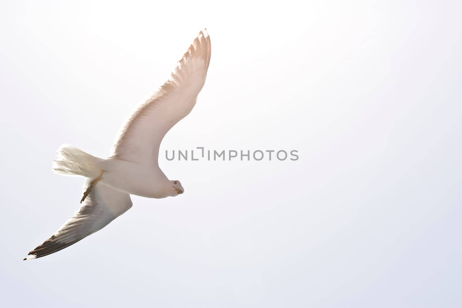 Photo of seagull flying in the sky
