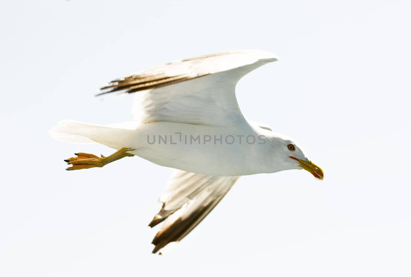 Photo of seagull flying in the sky