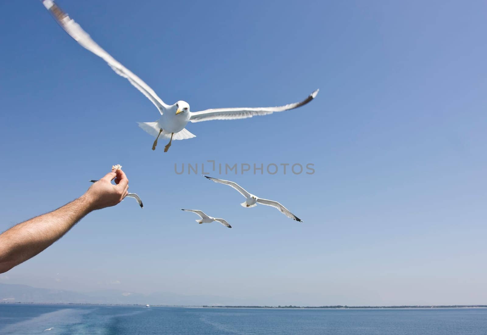 Feeding flying seagulls