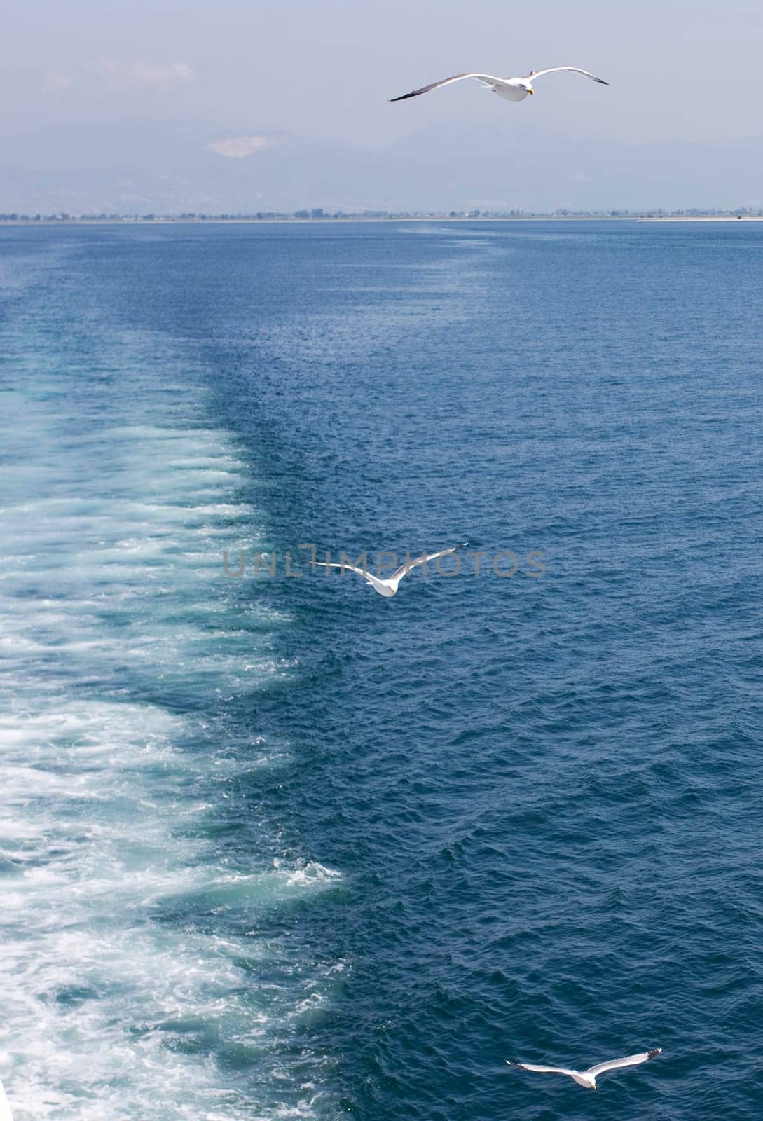 Photo of seagulls flying after the shipp