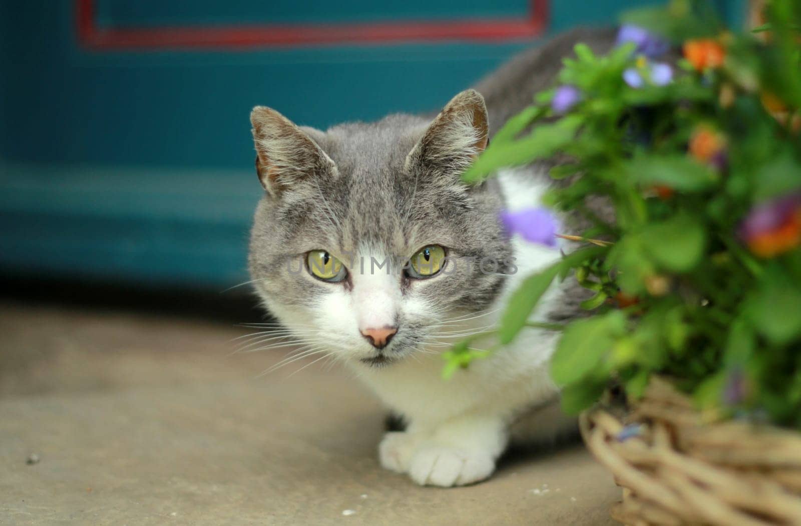 Farmer's Cat
