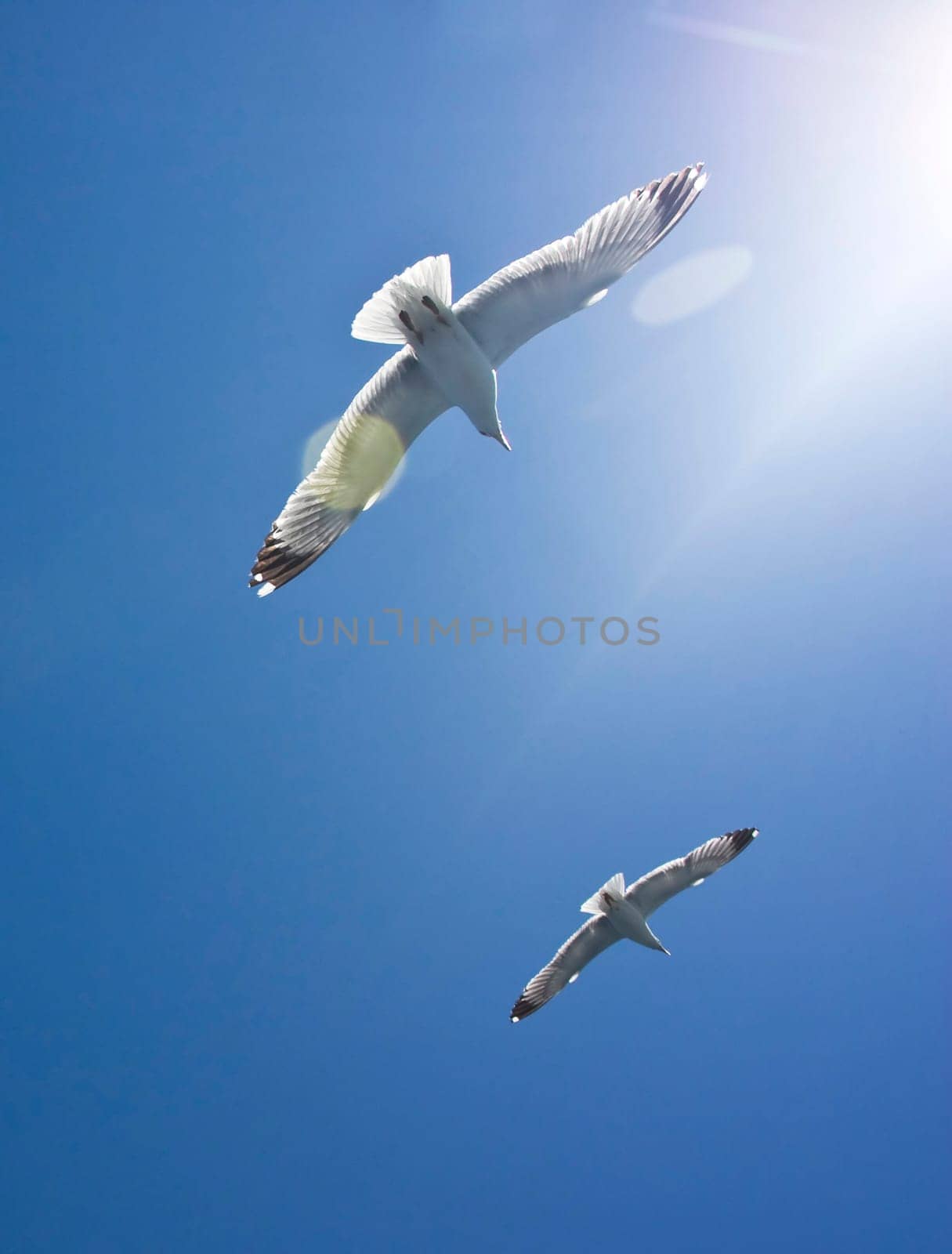Photo of seagull flying in the sky