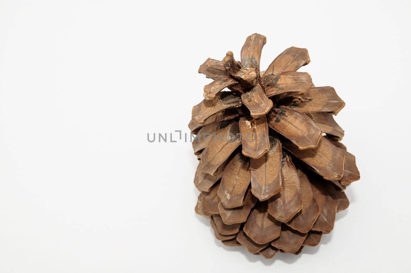 Pinus Ponderosa Pine Tree Pinecone on a white Background