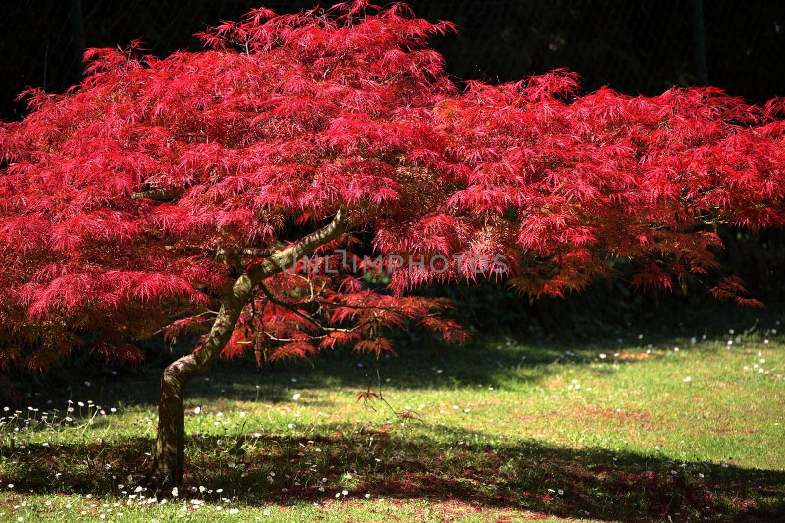 red maple