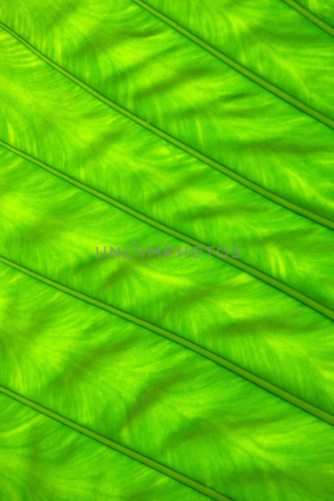 green leaf texture of a plant close up