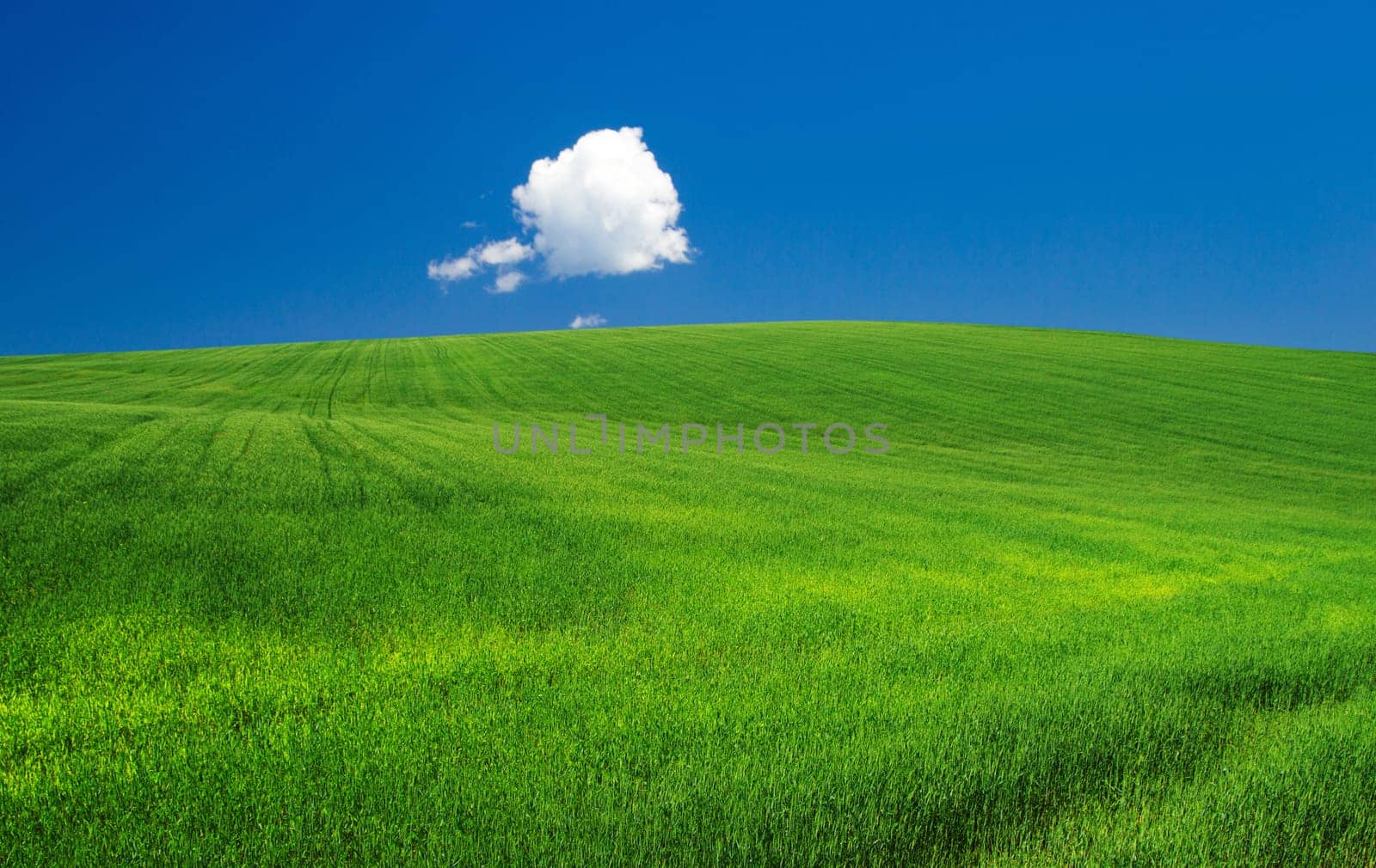 sunflower field over cloudy blue sky
