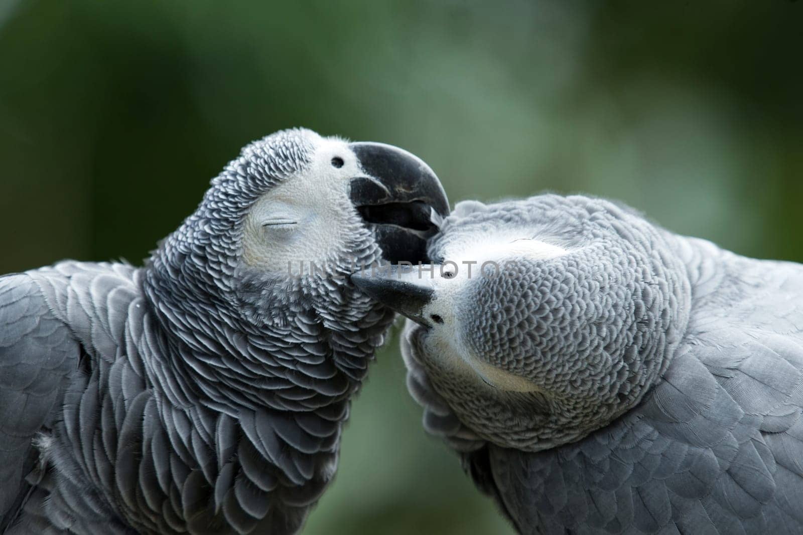 Pair of colorful Macaws parrots