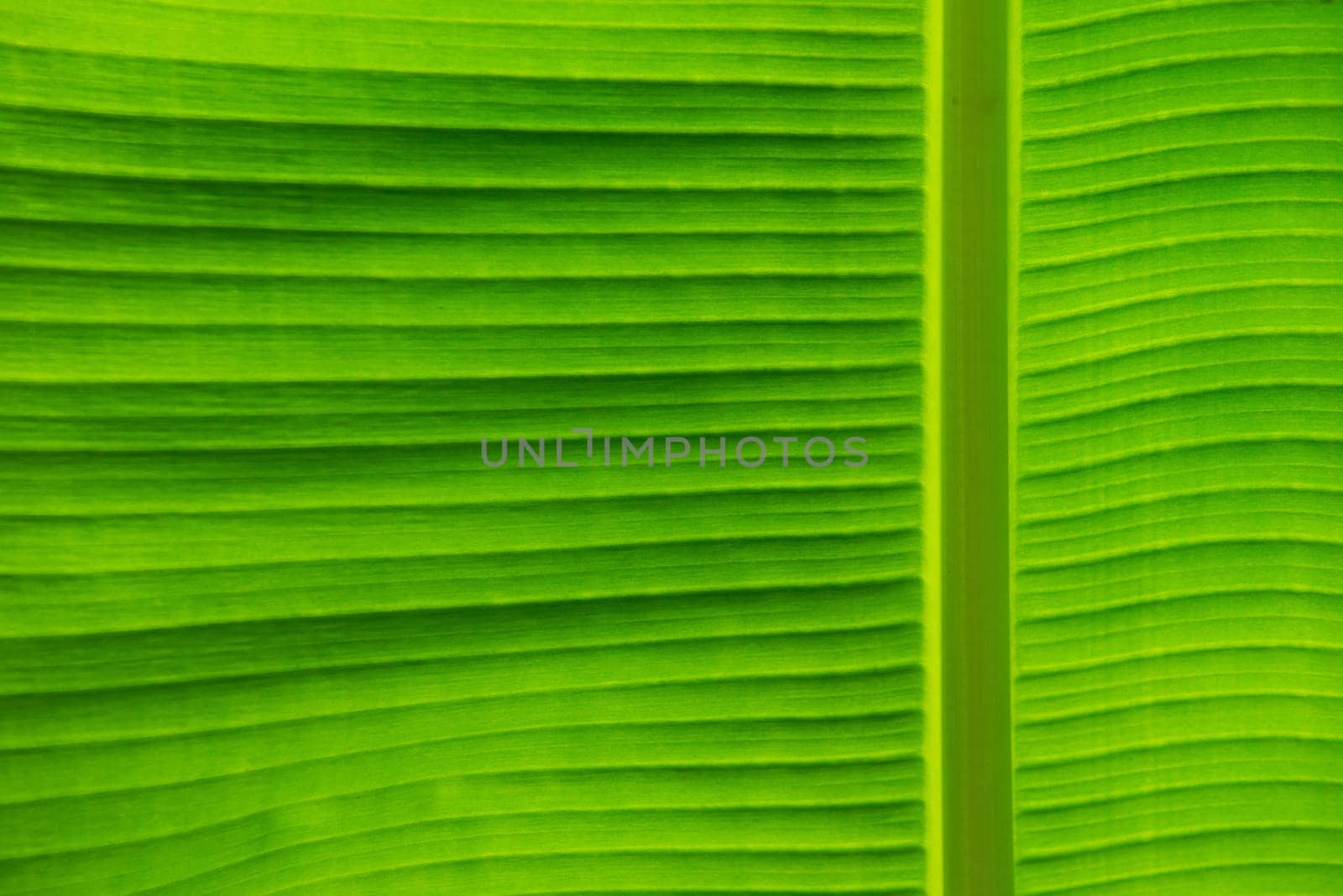 green leaf texture of a plant close up