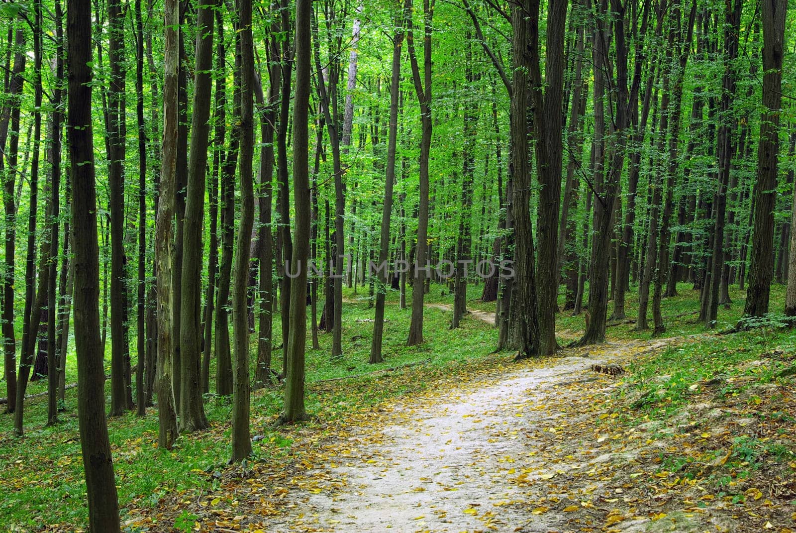 forest trees. nature green wood backgrounds