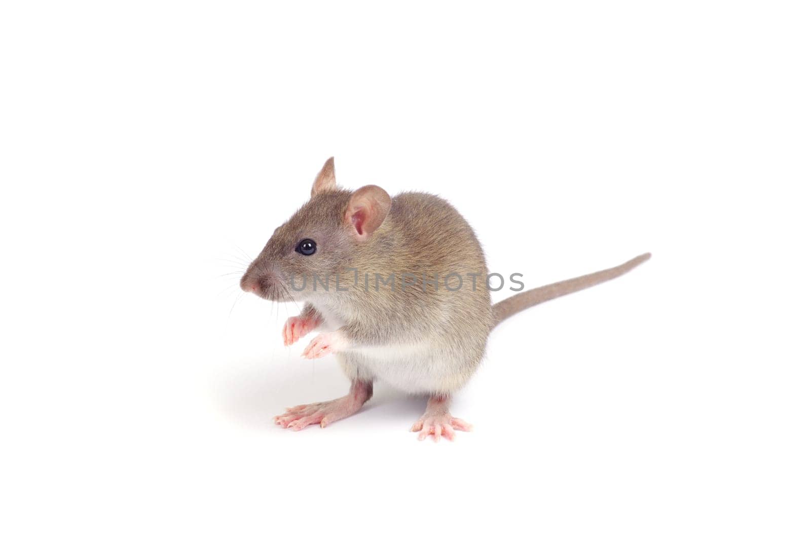 rat isolated on white background