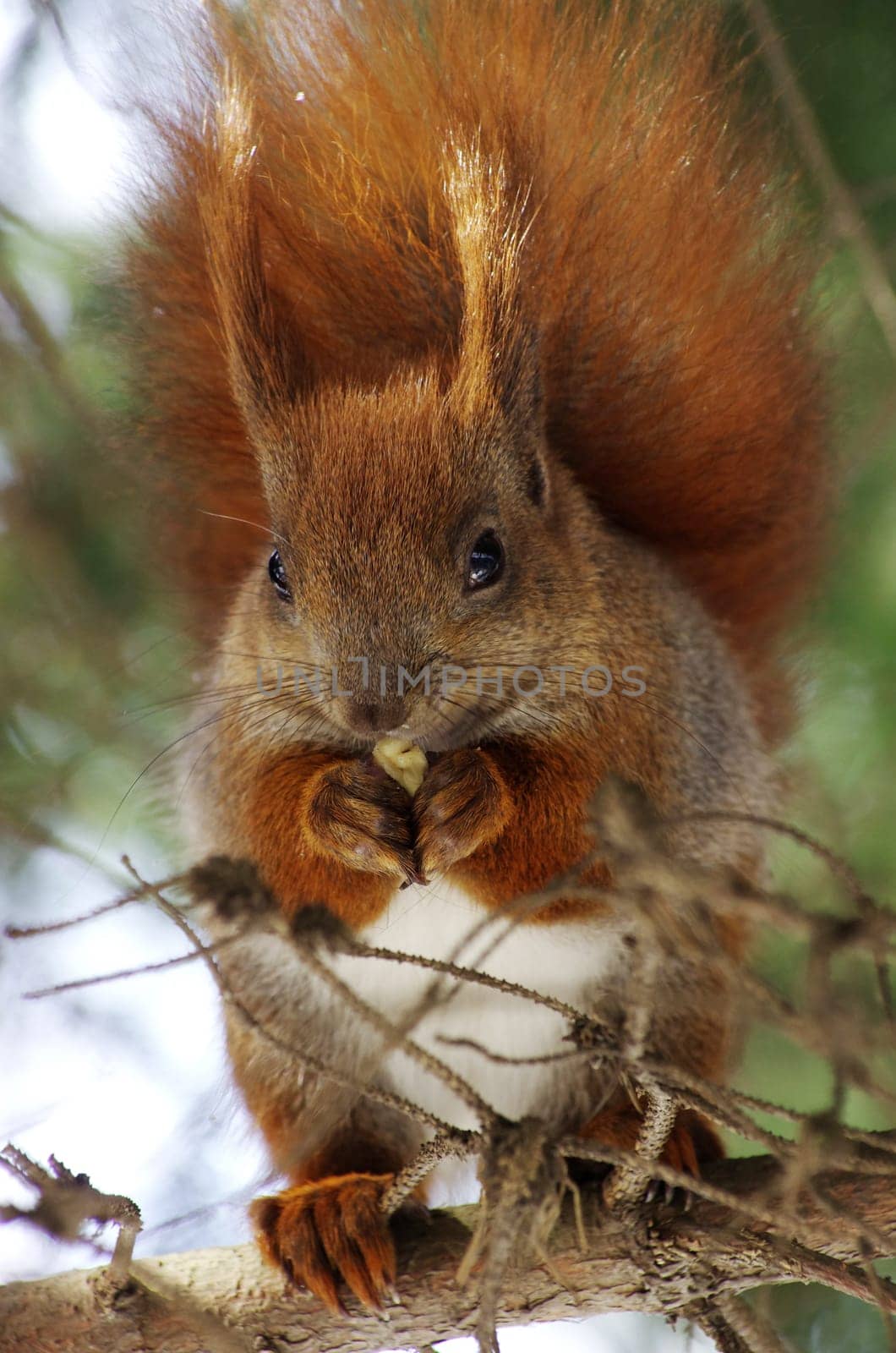 A squirrel hanging on tree