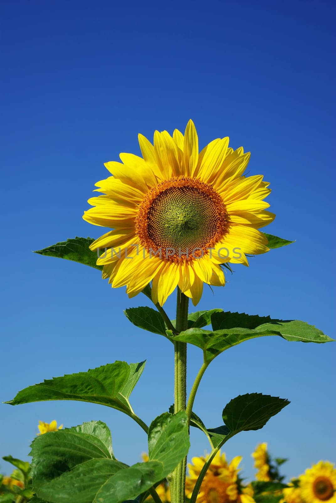 sunflower field over cloudy blue sky