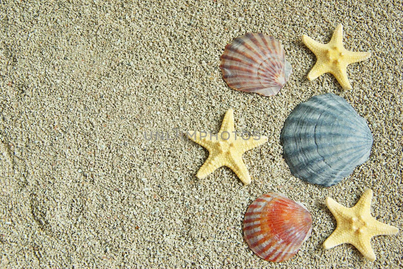 starfish and shells on the beach