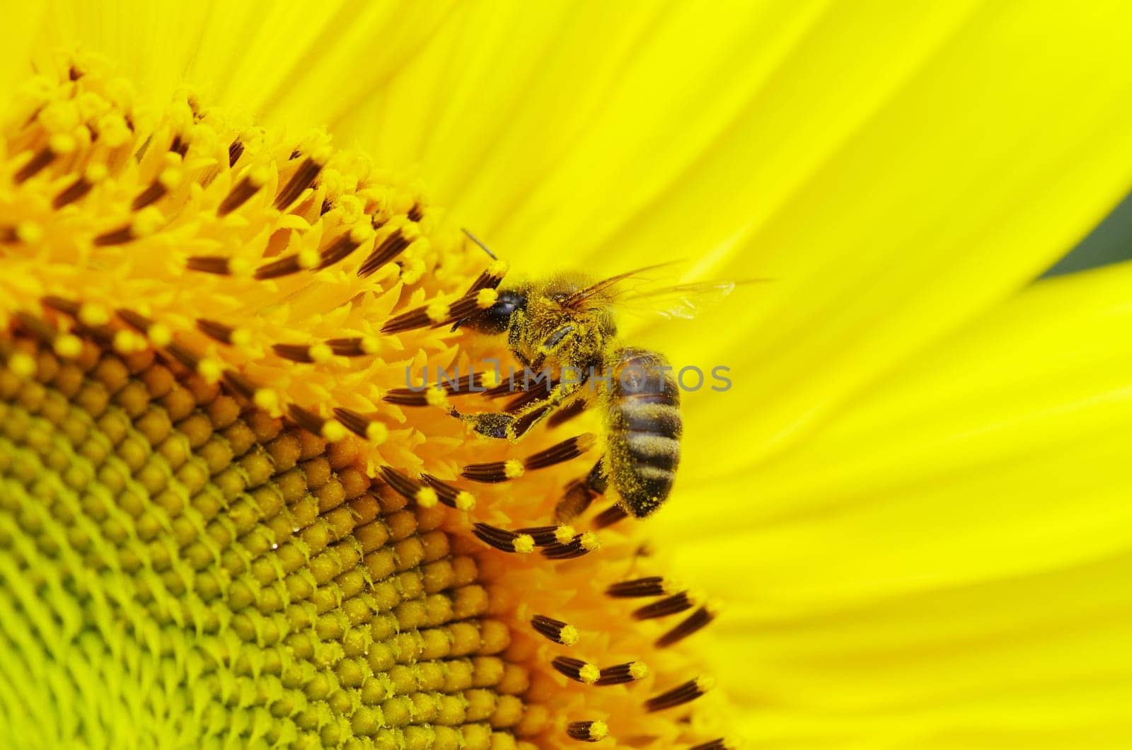 bee on the flower in the  sunflower