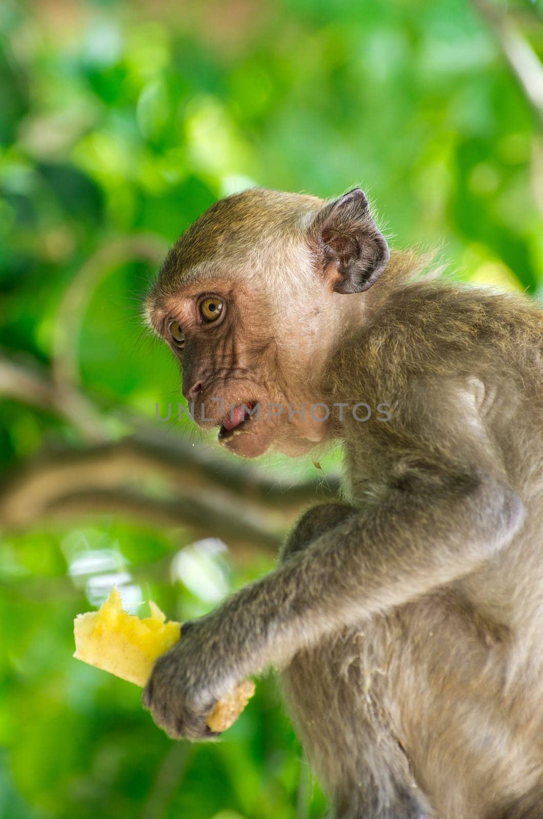 monkey sitting on the tree