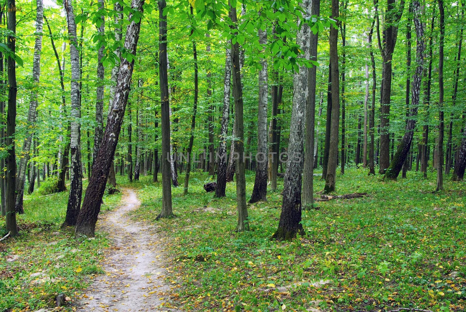 forest trees. nature green wood backgrounds