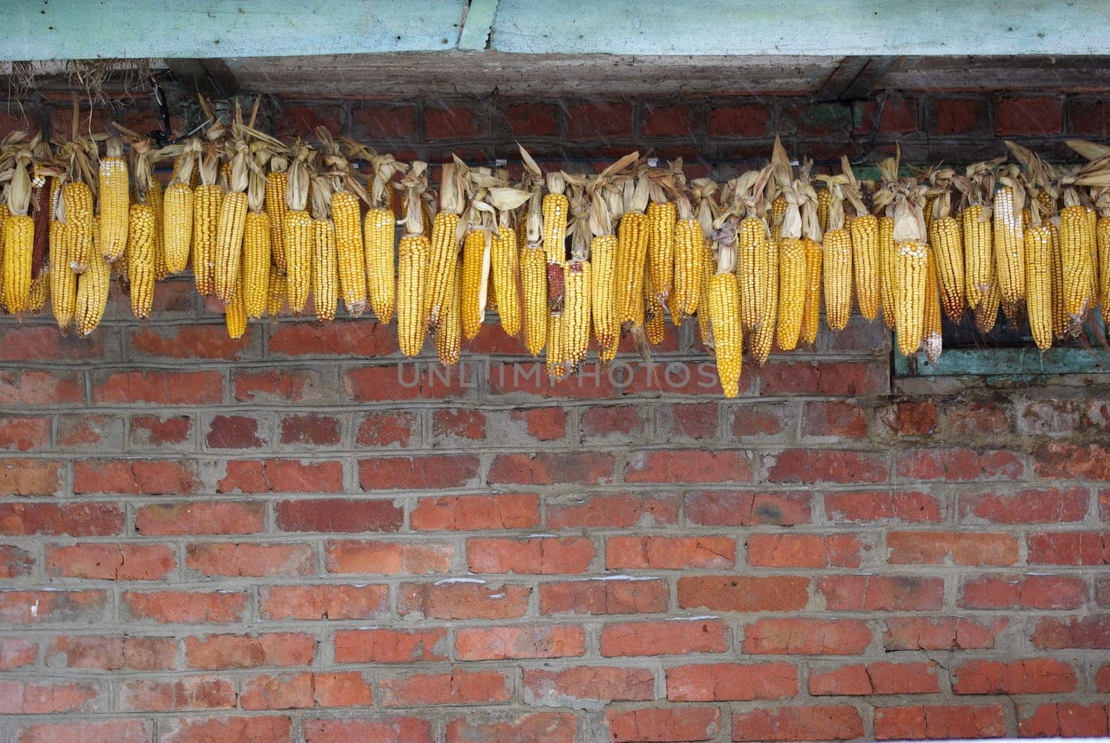 piles of corn on the walls
