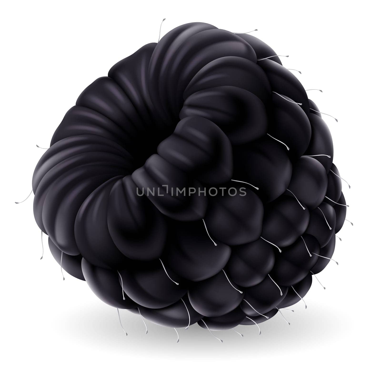 Shiny blackberry isolated on white background. Realistic llustration