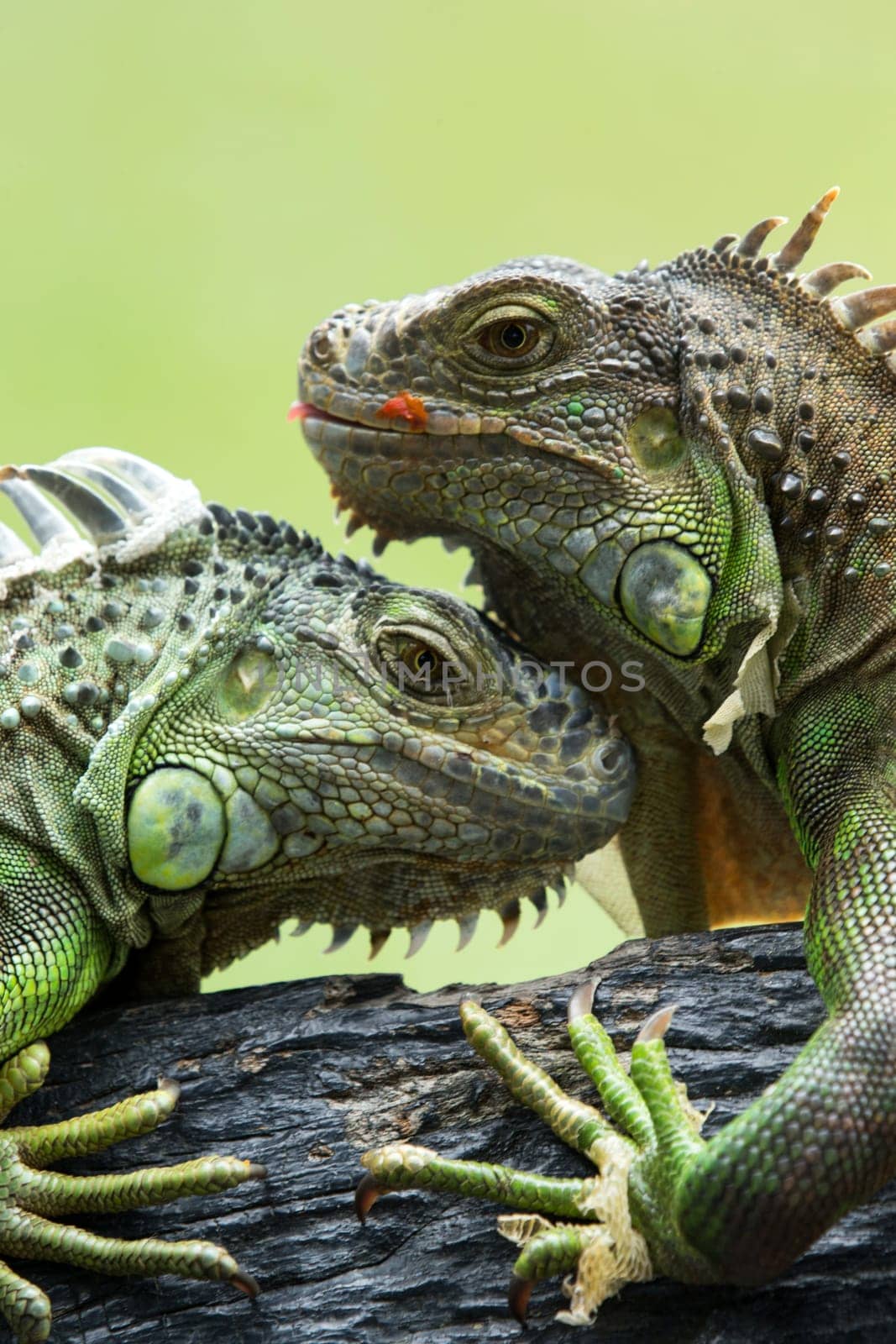 Green iguana on tree branch