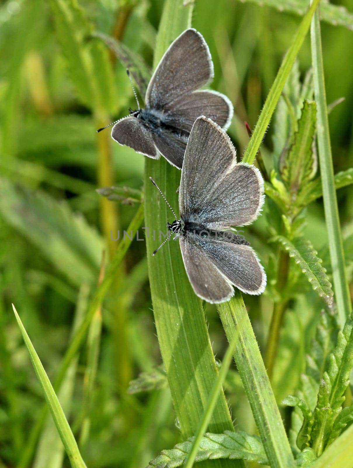 Balz of the Dwarf Blue (Cupido minimus)