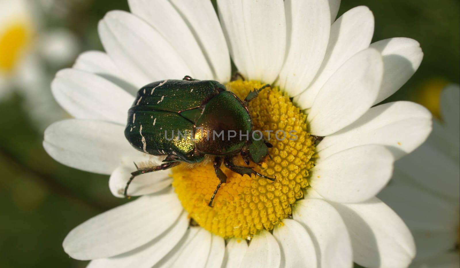 Rose beetle