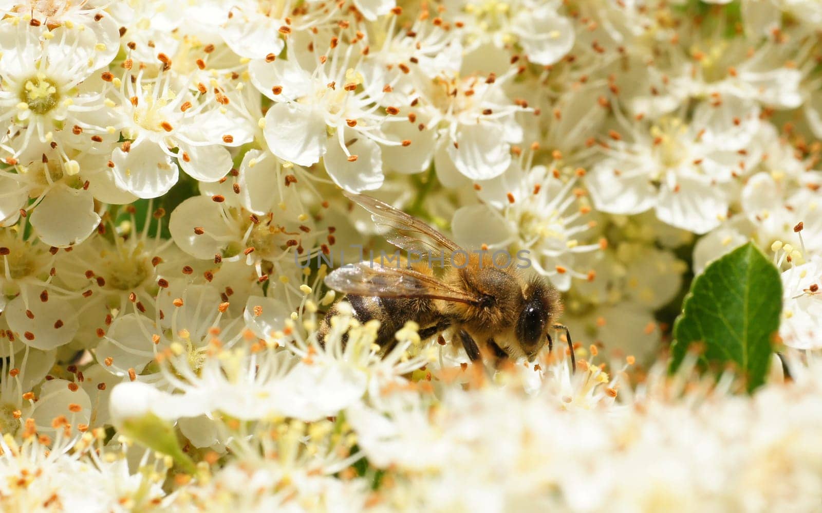 Bee bathes in the sea of flowers