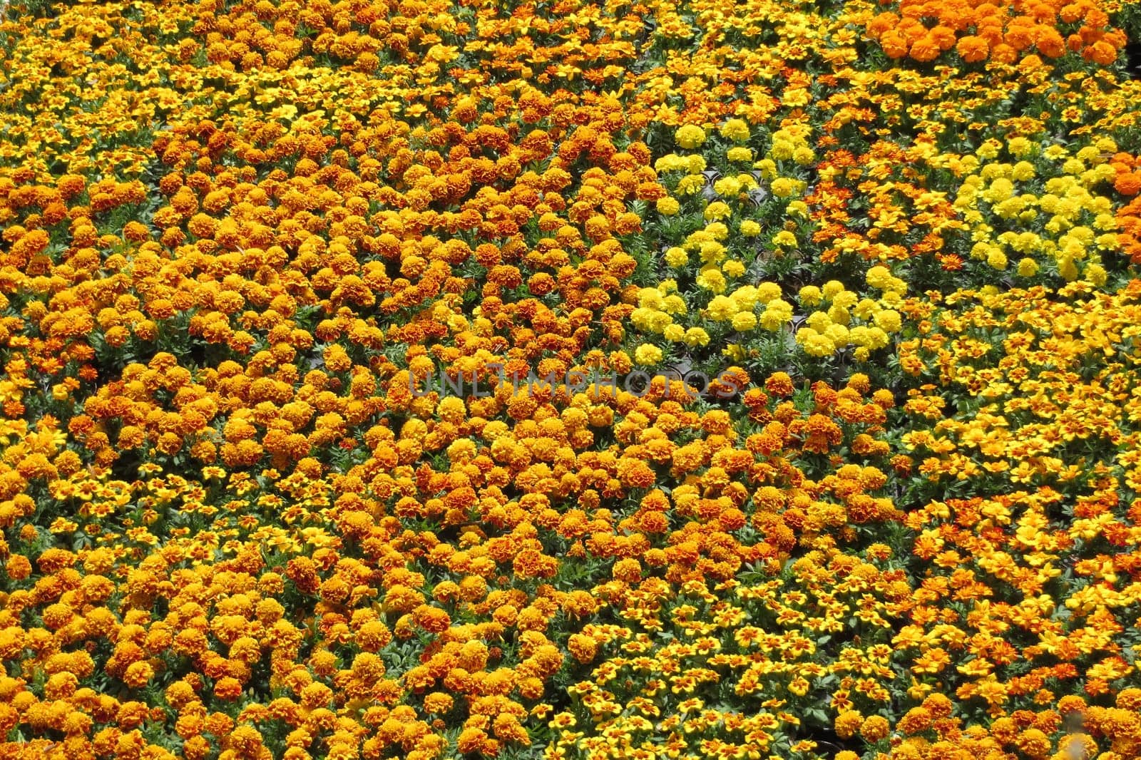 Student Flower - Tagetes