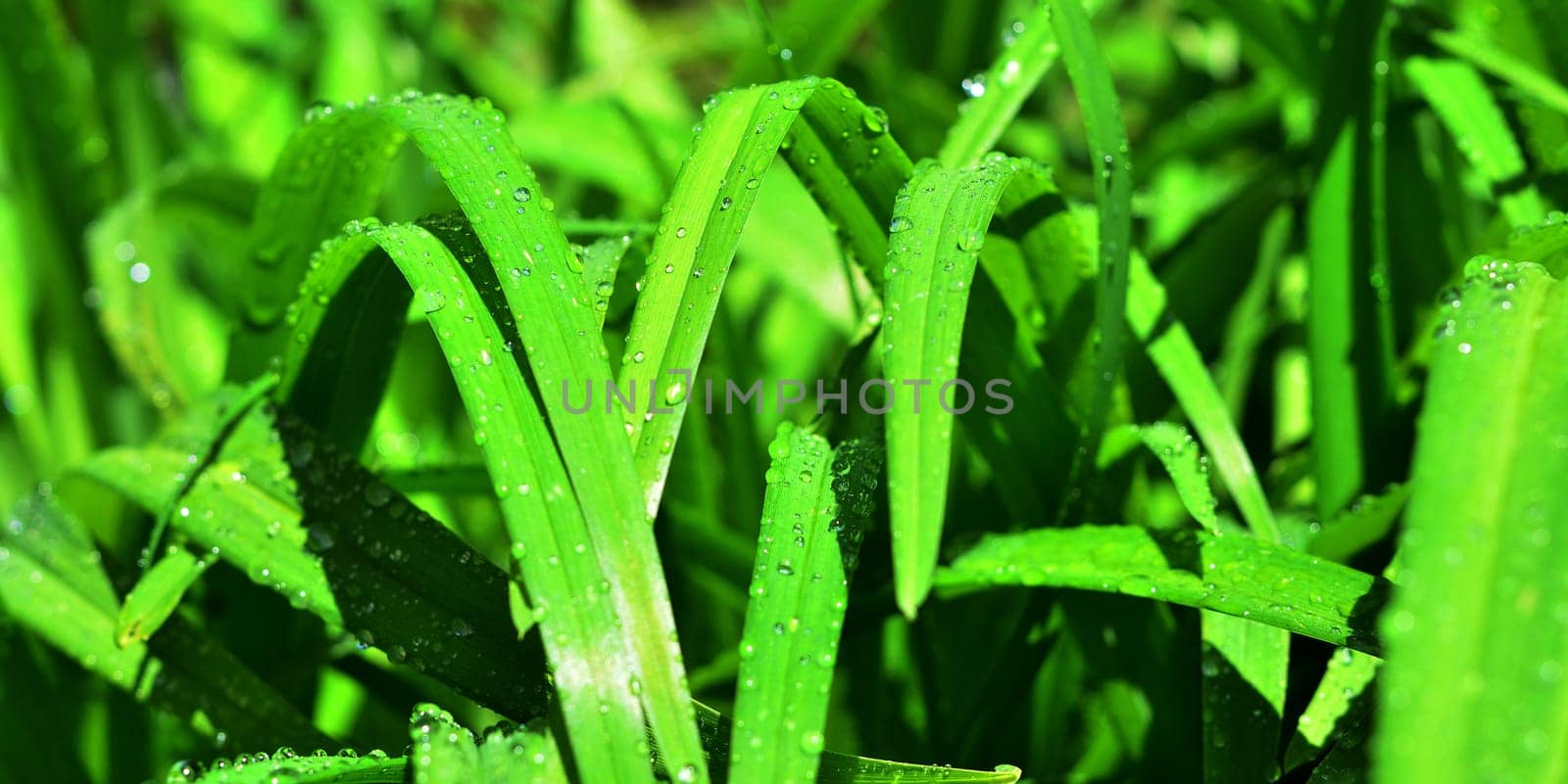 Leaf with water drops