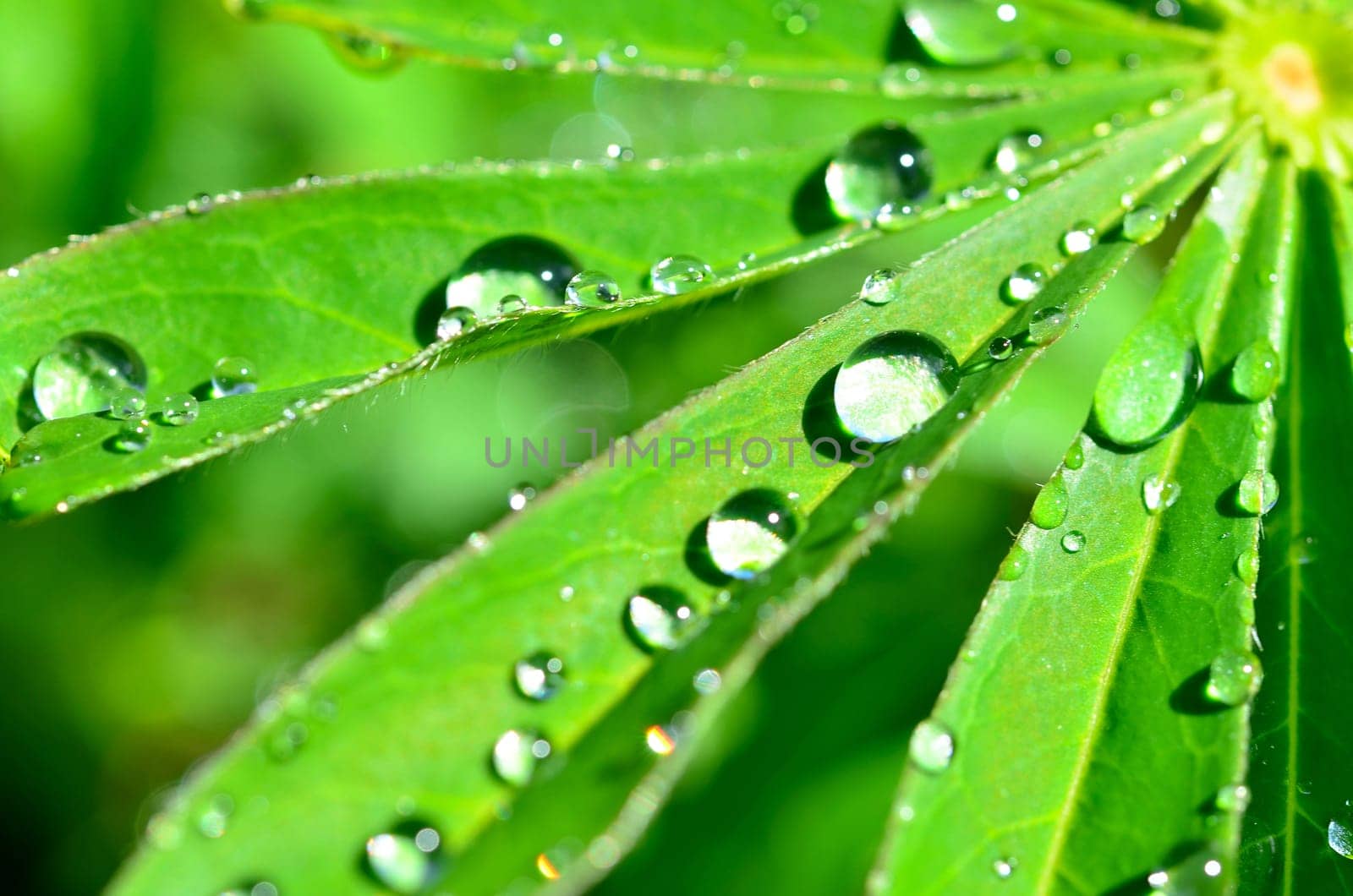 Leaf with water drops