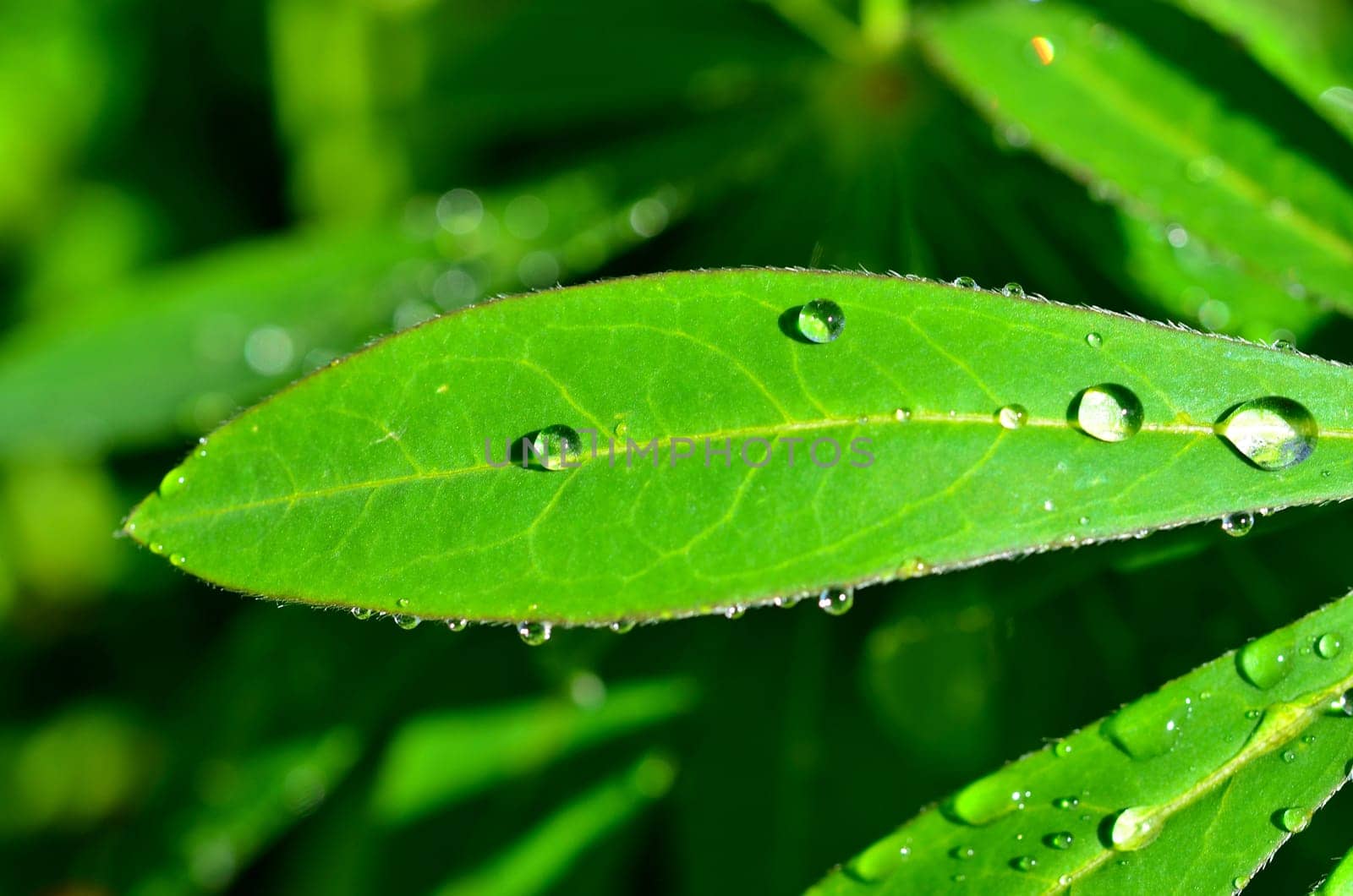 Leaf with water drops