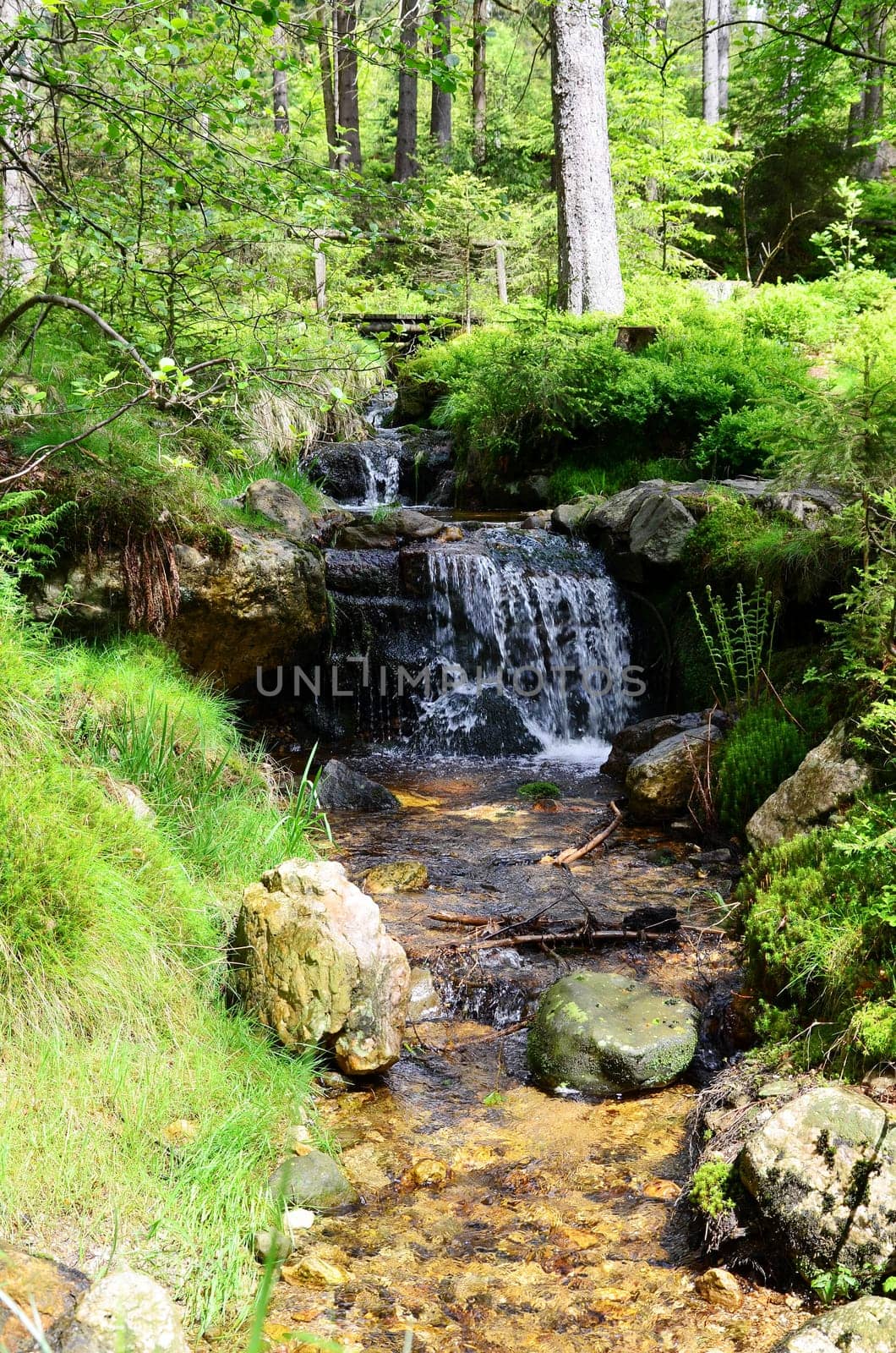 Forest Bach Plants