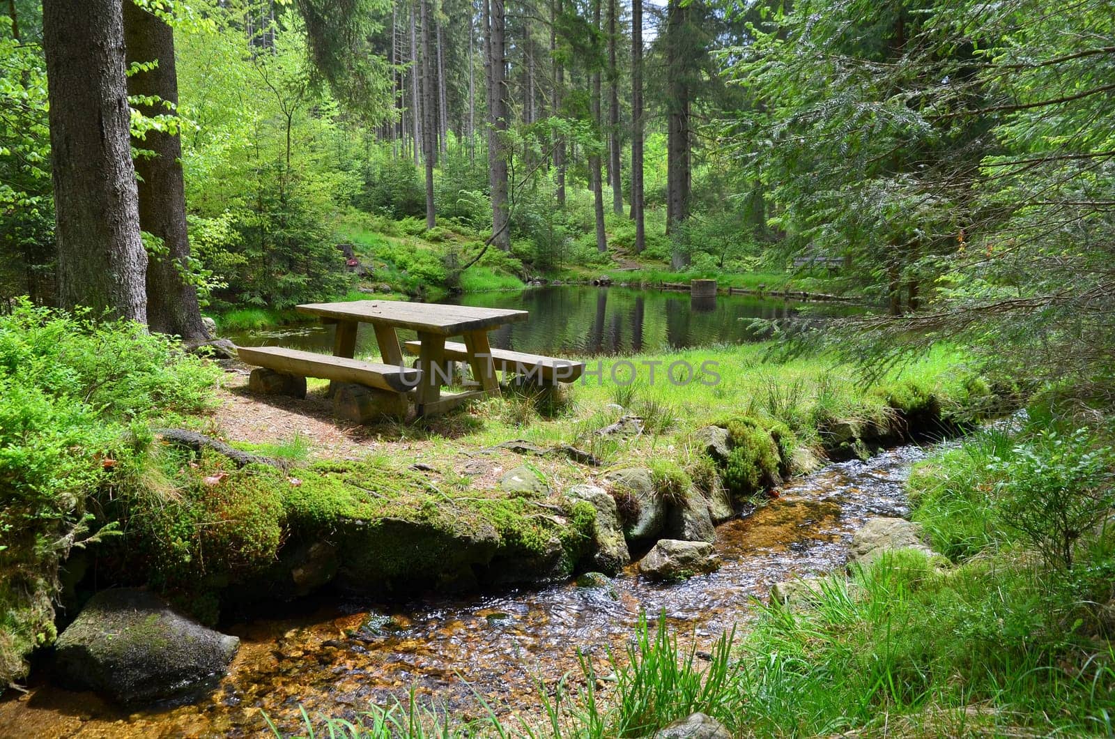 Forest Bach Plants